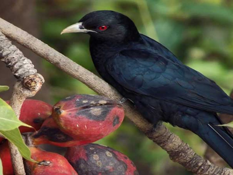 Popular Sites For Bird-Watching - Southeast Asia