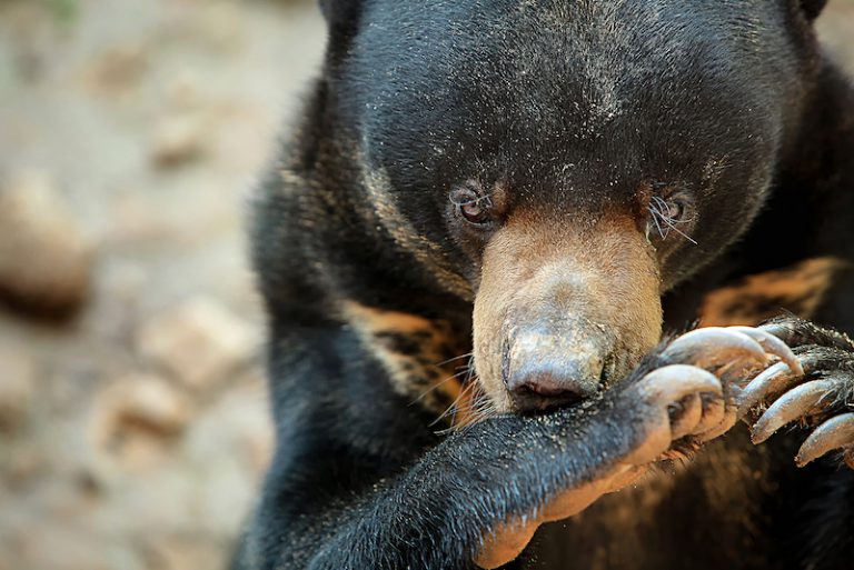 Encounters With Wildlife - Southeast Asia