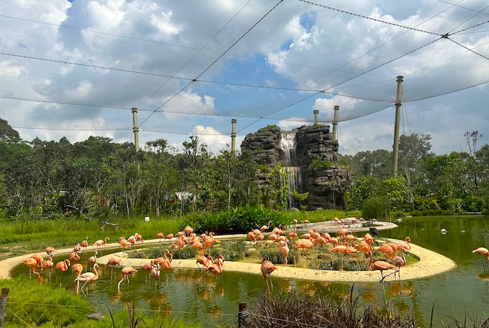8 Best Things To See & Do At Bird Paradise - Hong Leong Foundation Crimson Wetlands